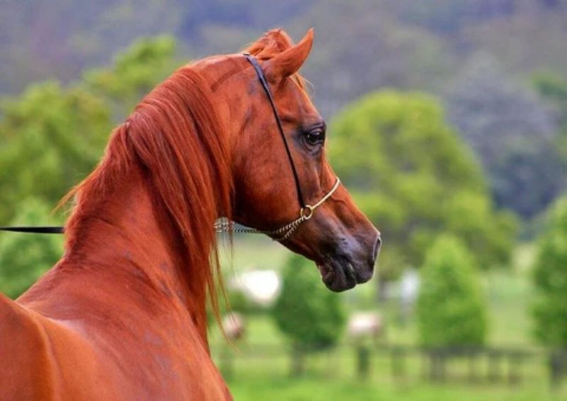 Arabian Horse