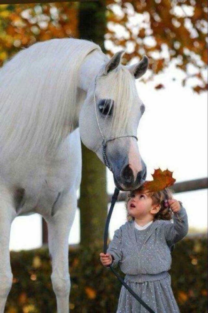 Arabian Horse
