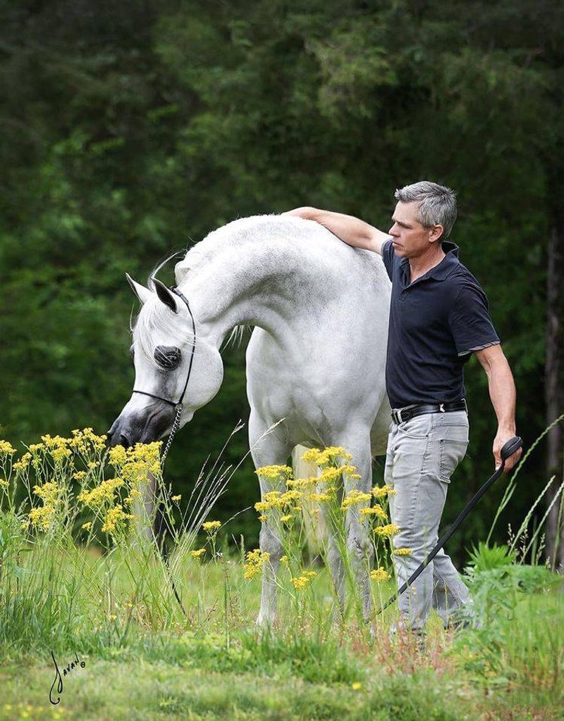 Arabian Horse