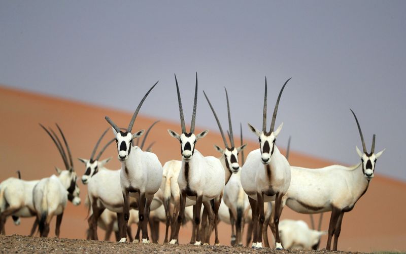 Arabian Oryx