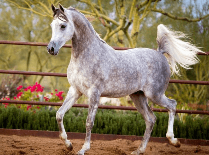 Arabian