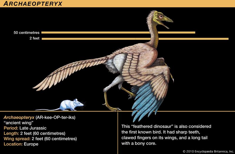 Archaeopteryx