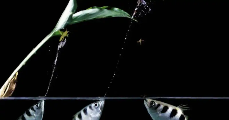 Archerfish Precision