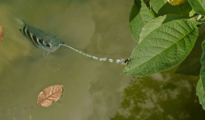 Archerfish
