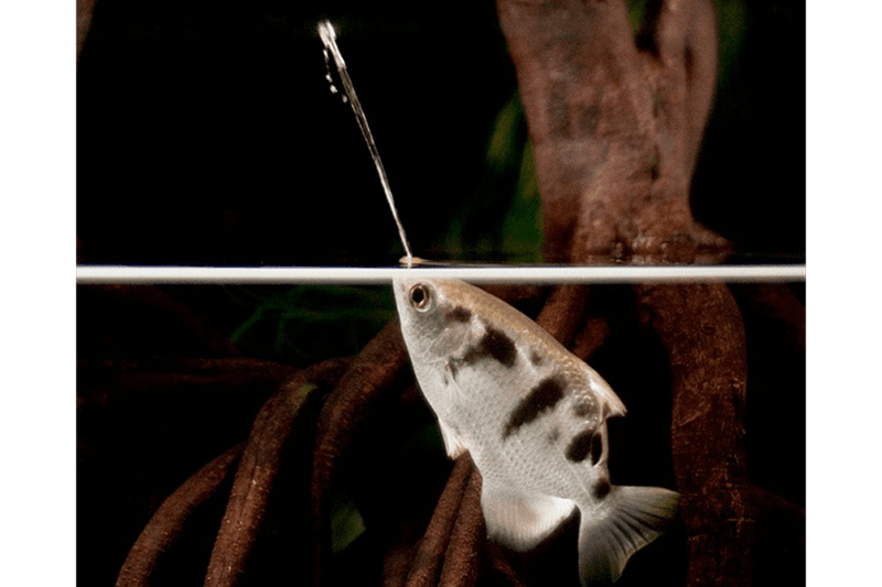 Archerfish