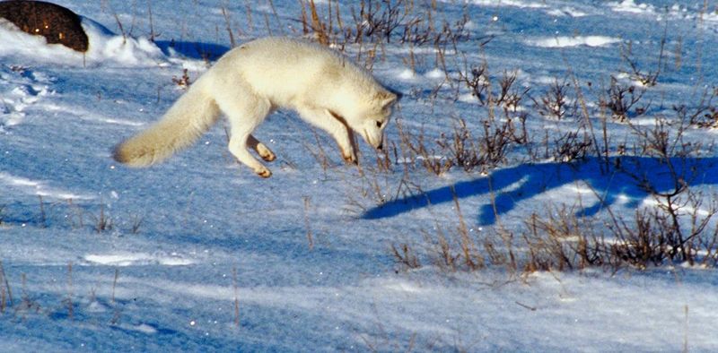 Arctic Fox