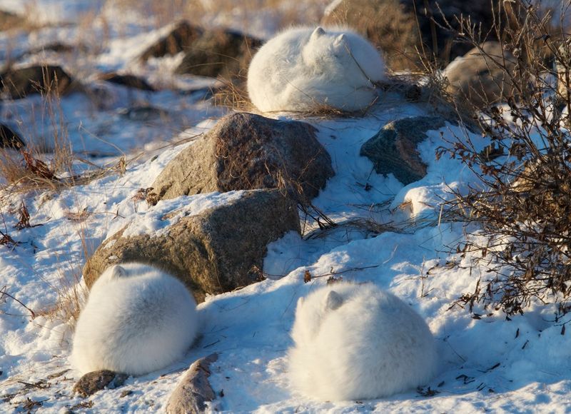 Arctic Fox