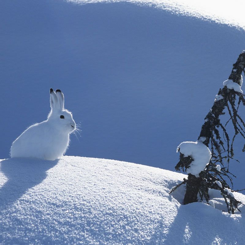 Arctic Hare