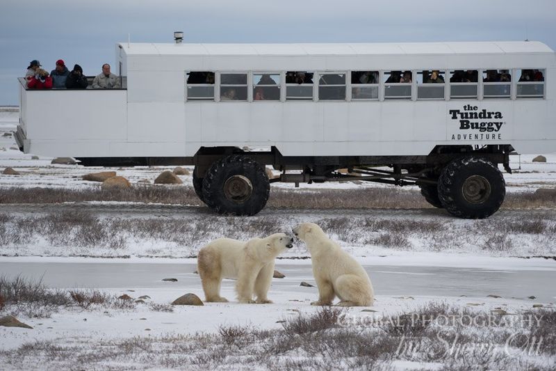 Arctic Polar Bear Safari