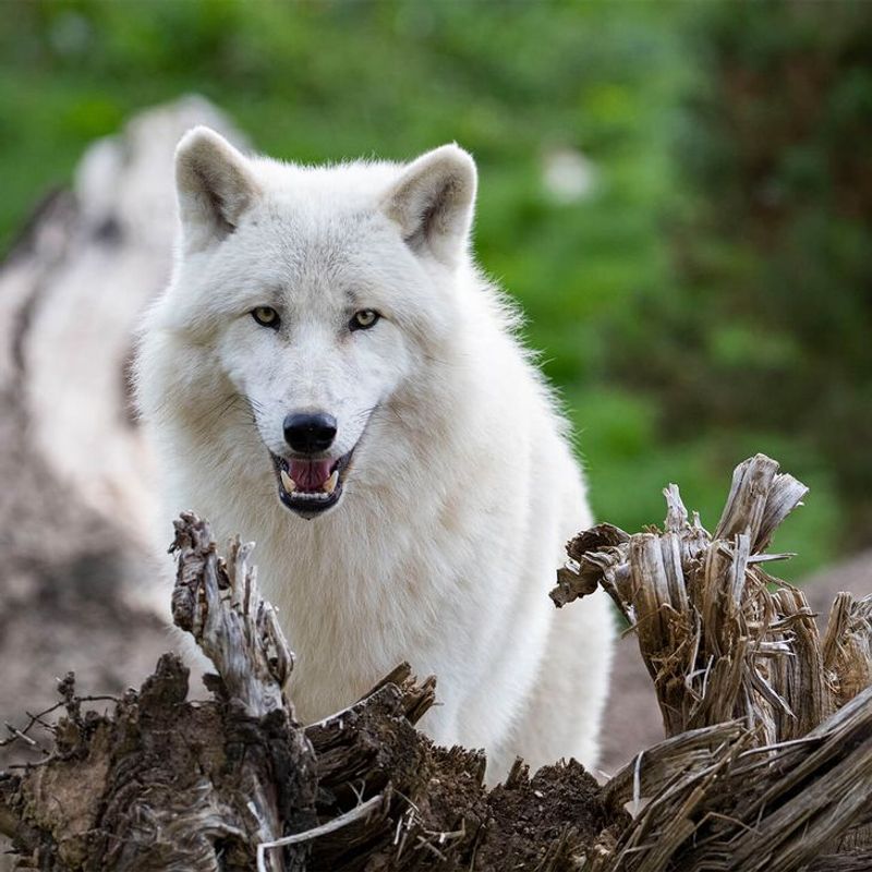 Arctic Wolf