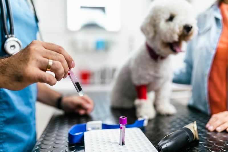 Are there any special health screenings my pet should have?
