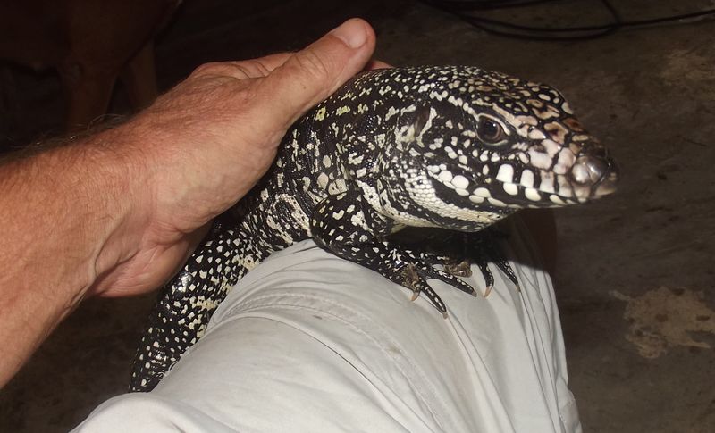 Argentine Black and White Tegu