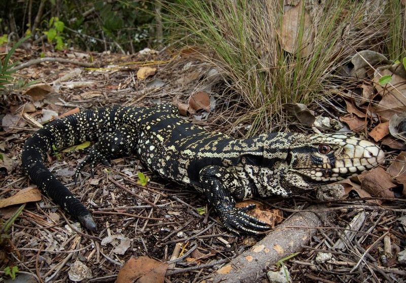 Argentine Black and White Tegus