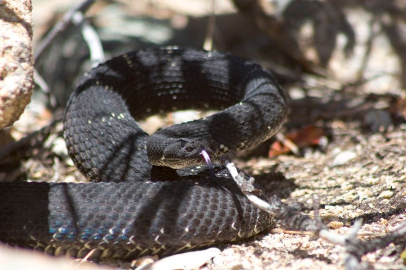 Arizona Black Rattlesnake