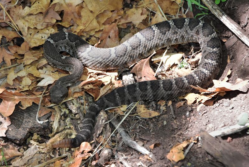 Arizona Black Rattlesnake