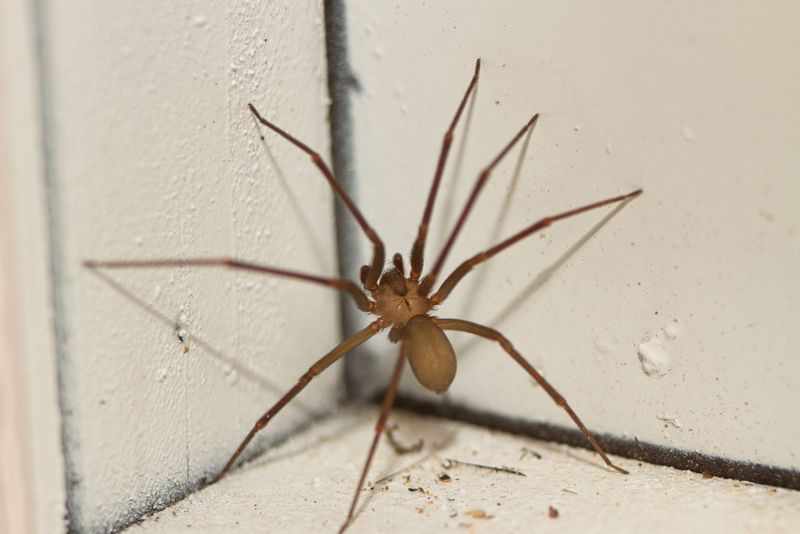 Arizona Brown Spider