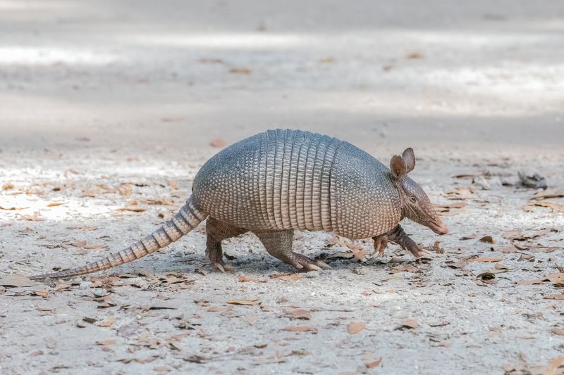 Armadillo