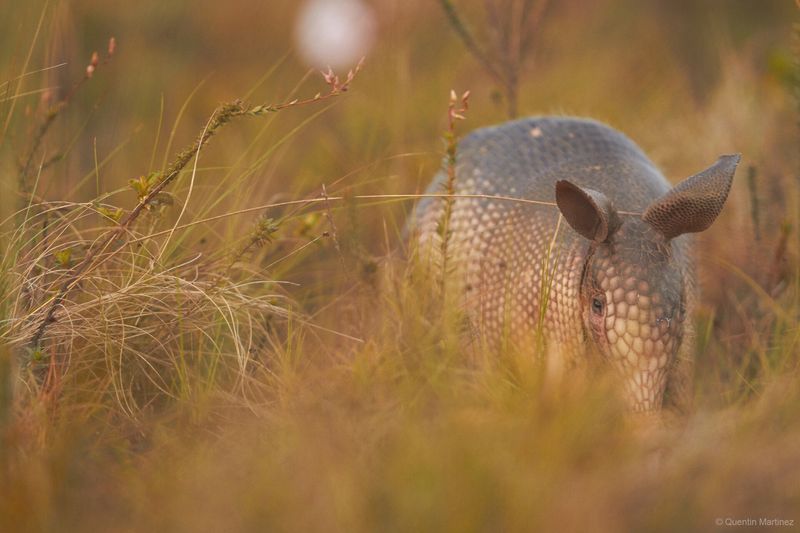 Armadillo