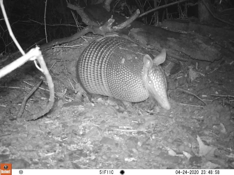 Armadillo