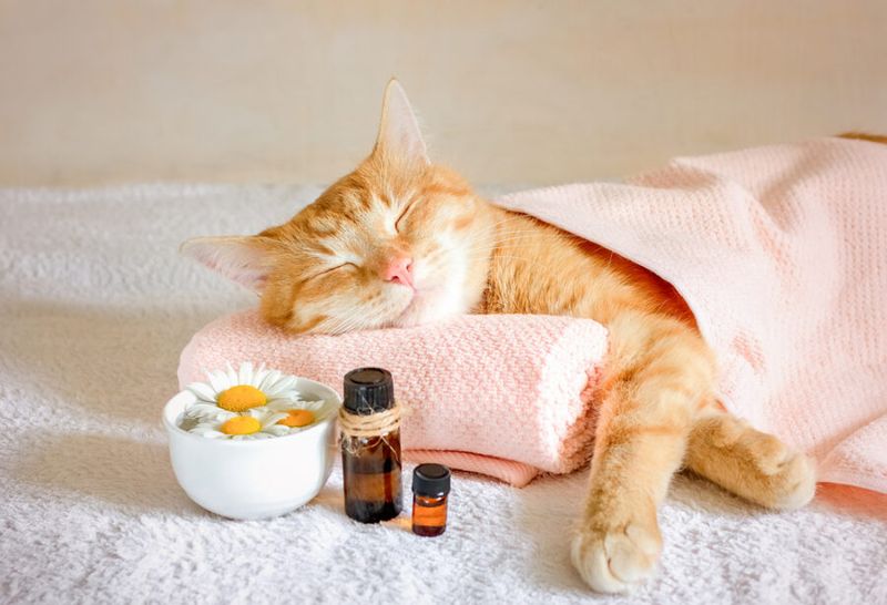 Aromatherapy for Felines