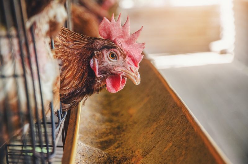 Arsenic-Based Animal Drugs