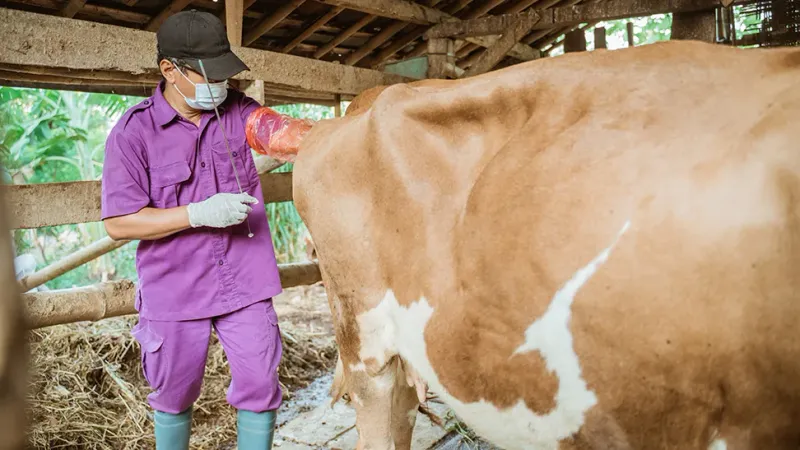 Artificial Insemination