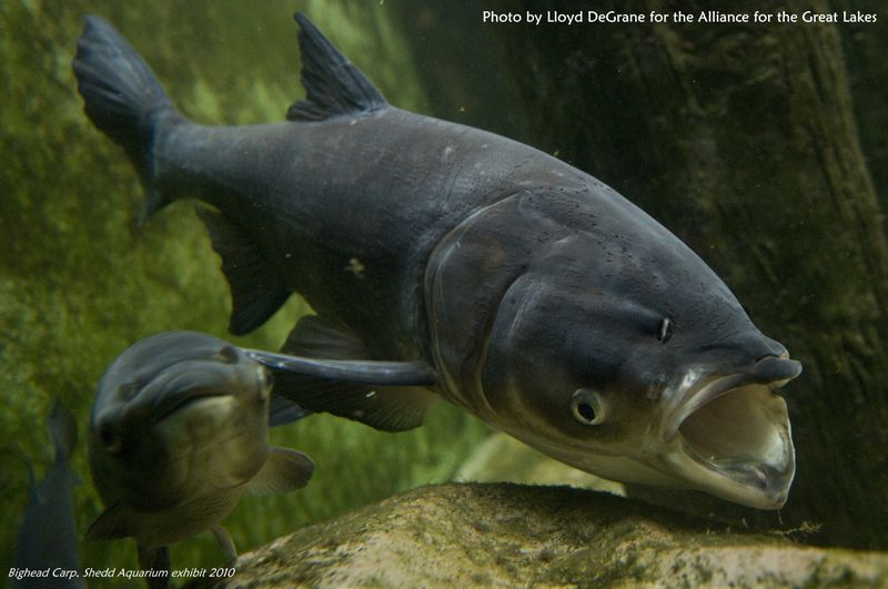 Asian Carp
