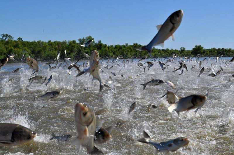 Asian Carp