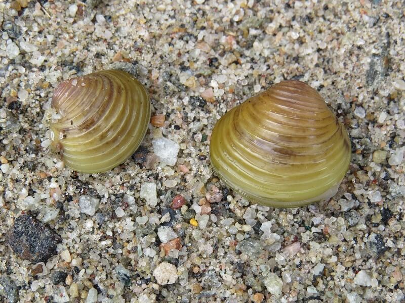 Asian Clam
