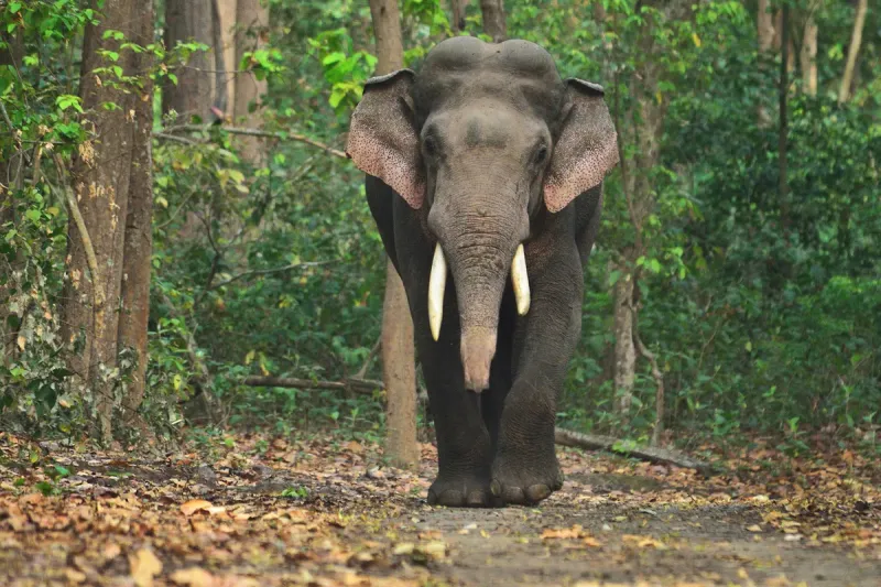 Asian Elephant