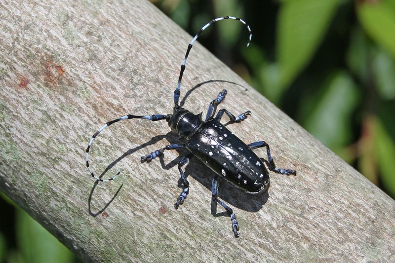 Asian Longhorned Beetle