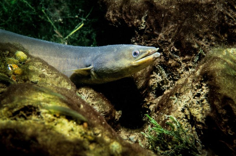 Asian Swamp Eel