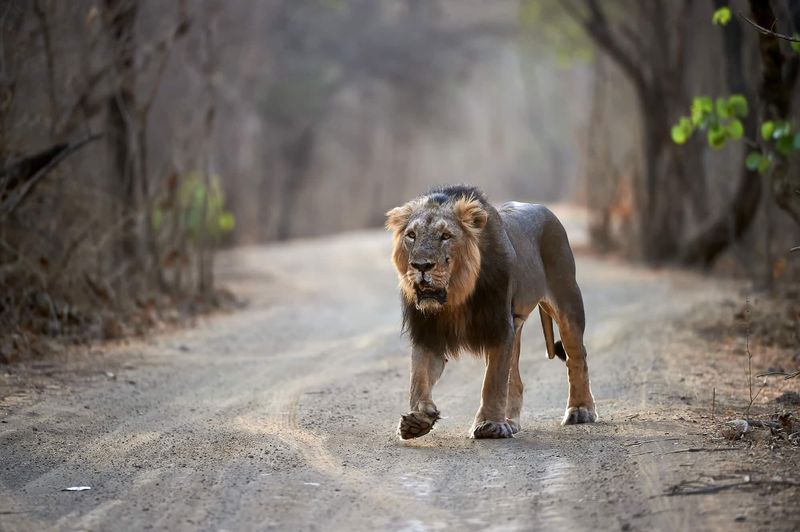 Asiatic Lion