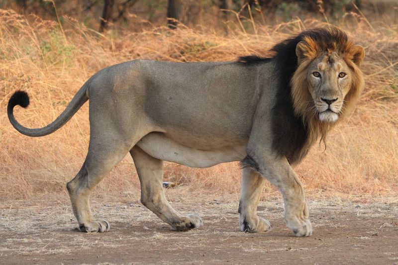 Asiatic Lion