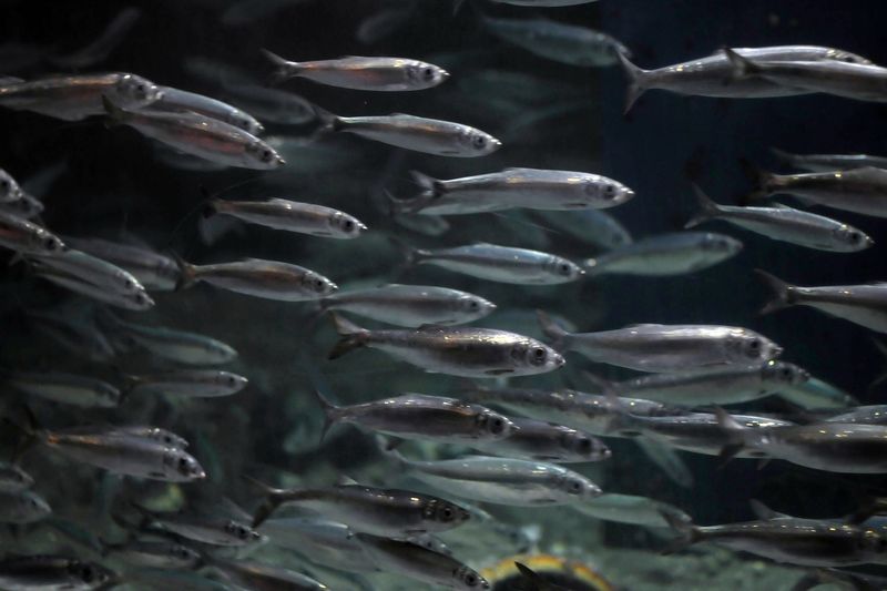 Atlantic Herring