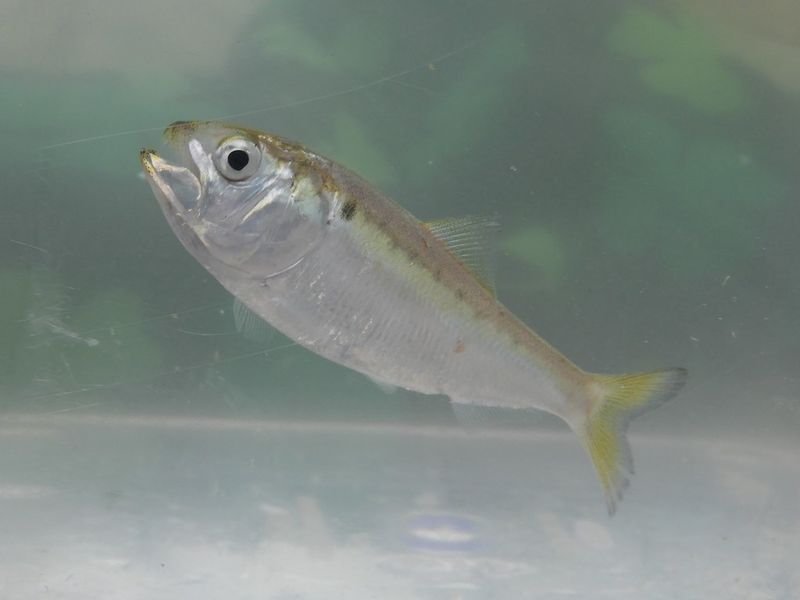 Atlantic Menhaden