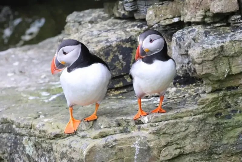 Atlantic Puffin