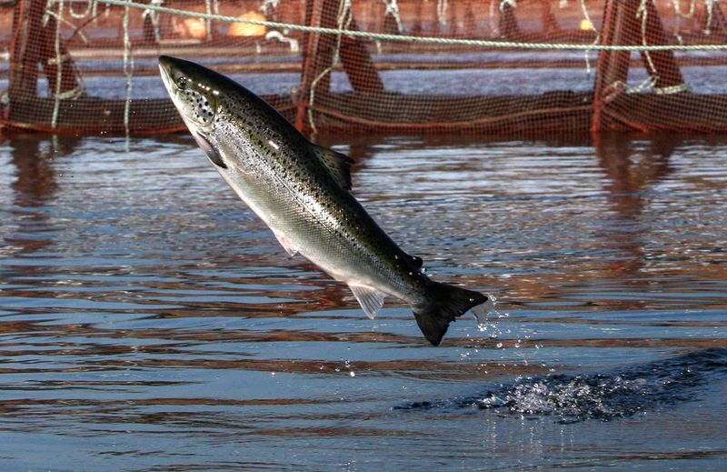 Atlantic Salmon