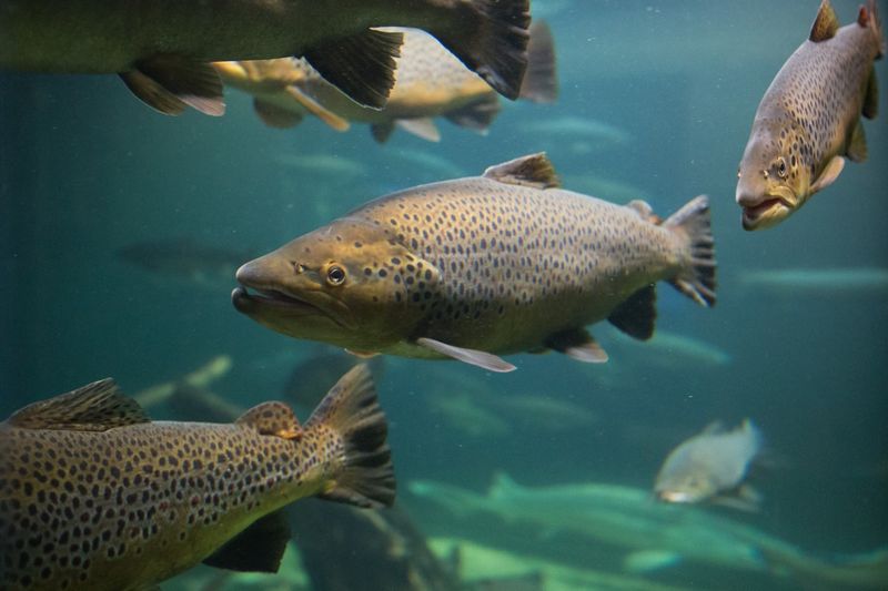 Atlantic Salmon