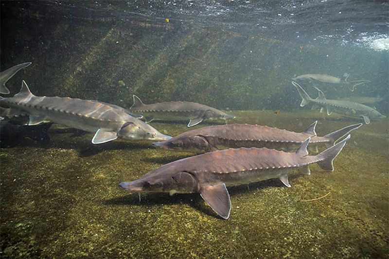 Atlantic Sturgeon