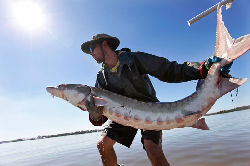 Atlantic Sturgeon