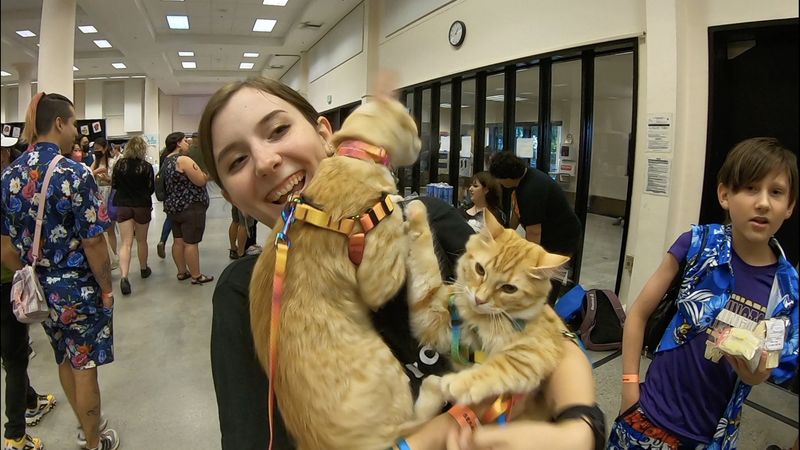 Attending Cat Conventions
