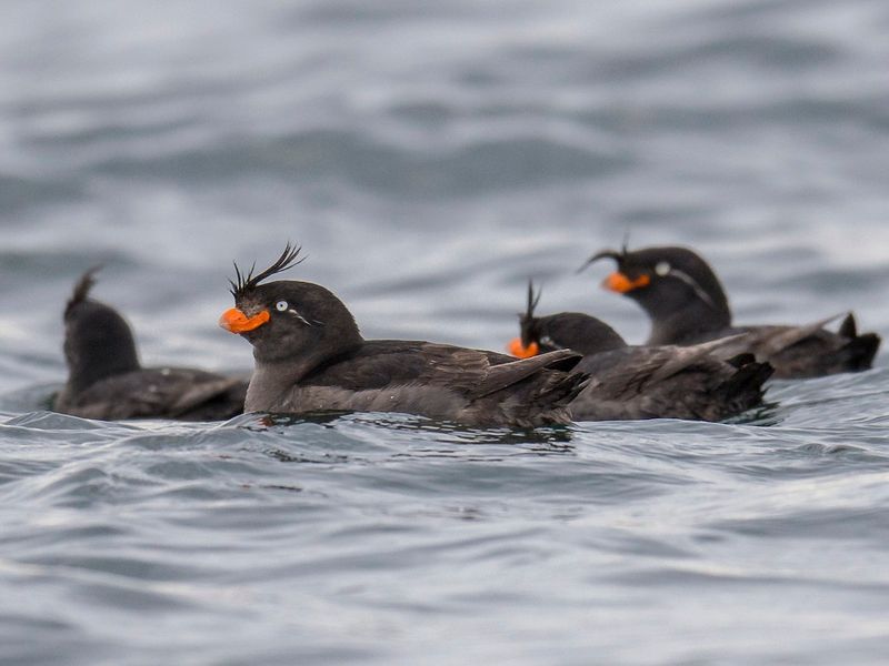 Auklet