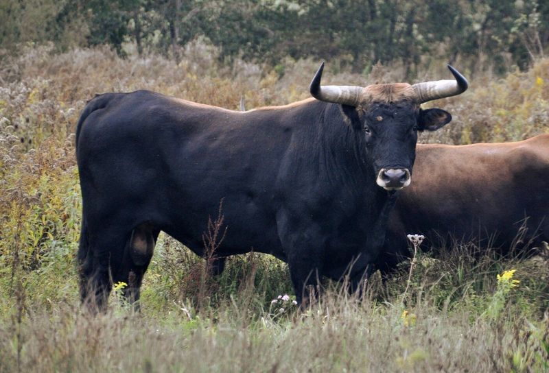 Aurochs