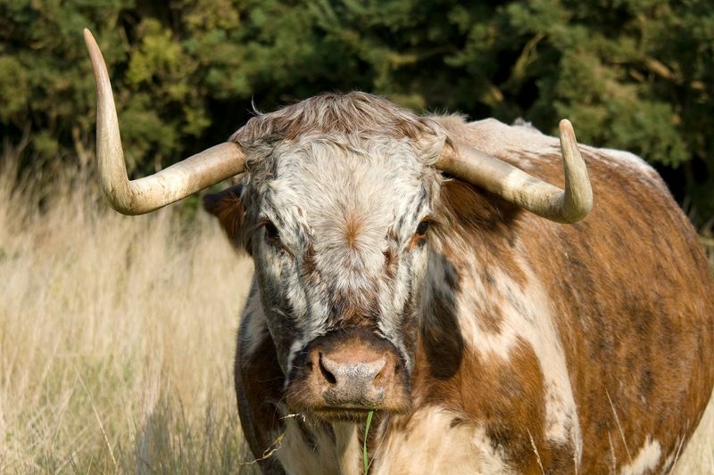 Aurochs