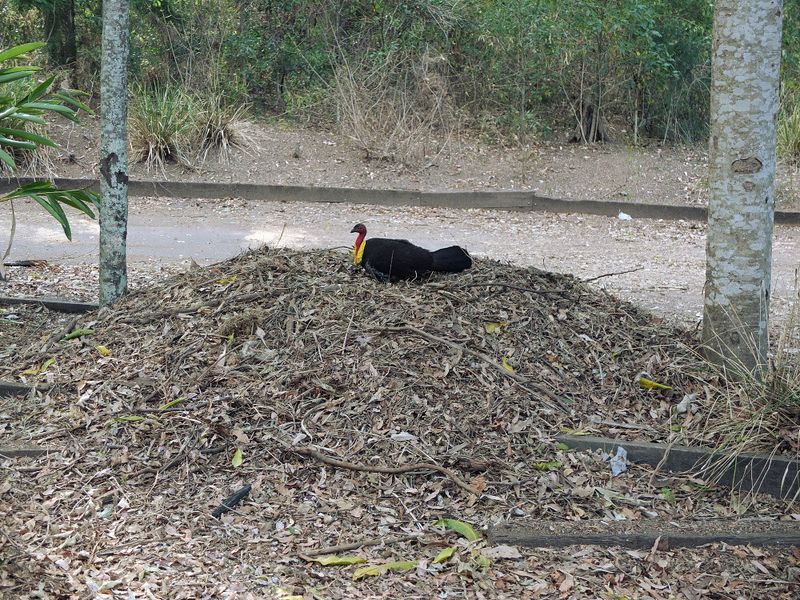 Australian Brush-turkey