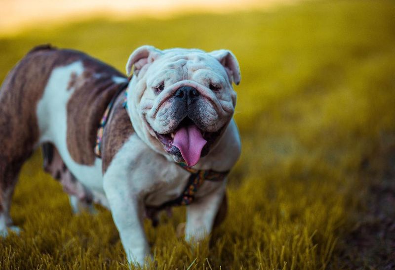 Australian Bulldog