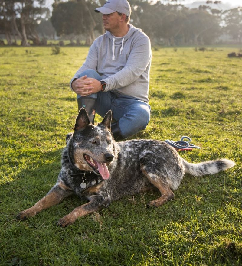 Australian Cattle Dog