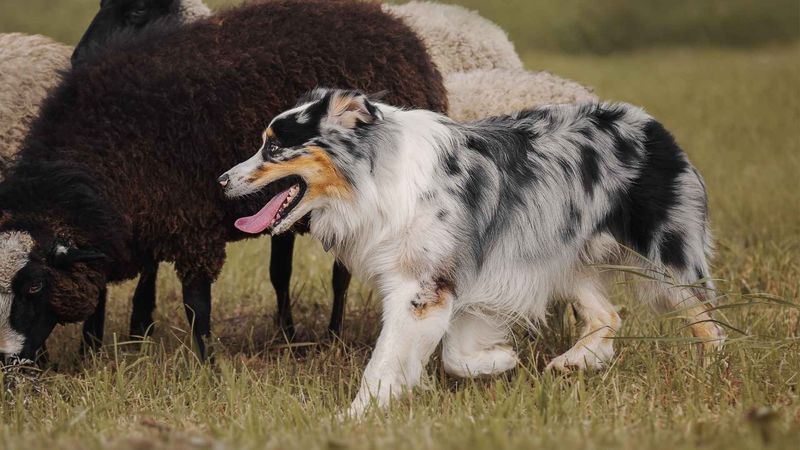 Australian Cattle Dog