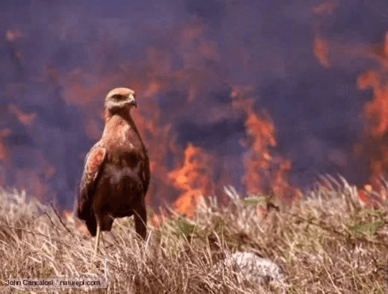 Australian Firehawk